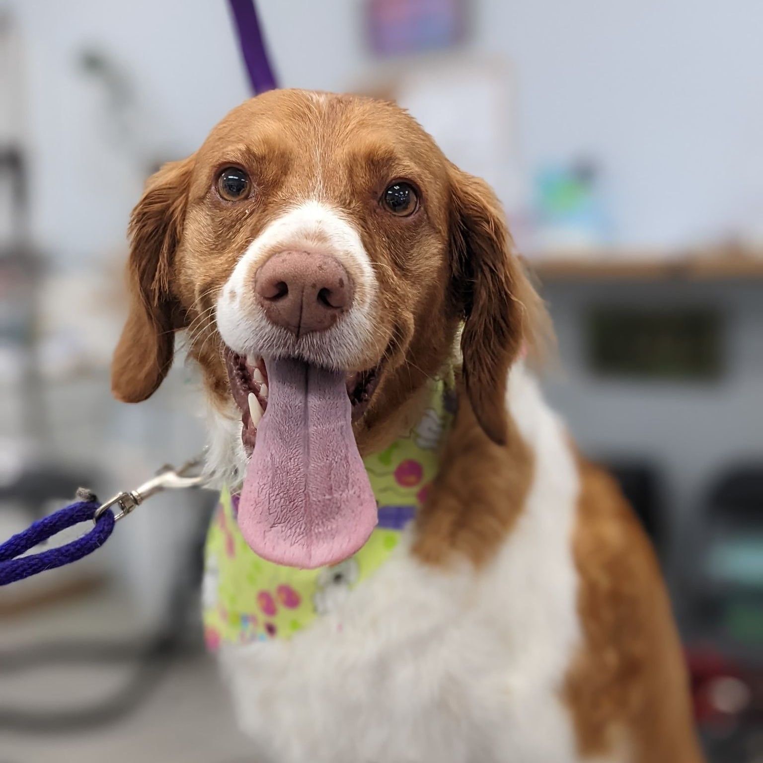 Brown and white dog with green patterned bandana smiling after grooming at Paws in the Bath pet salon (Aurora, Bradford, Keswick, King City, Newmarket, Toronto).