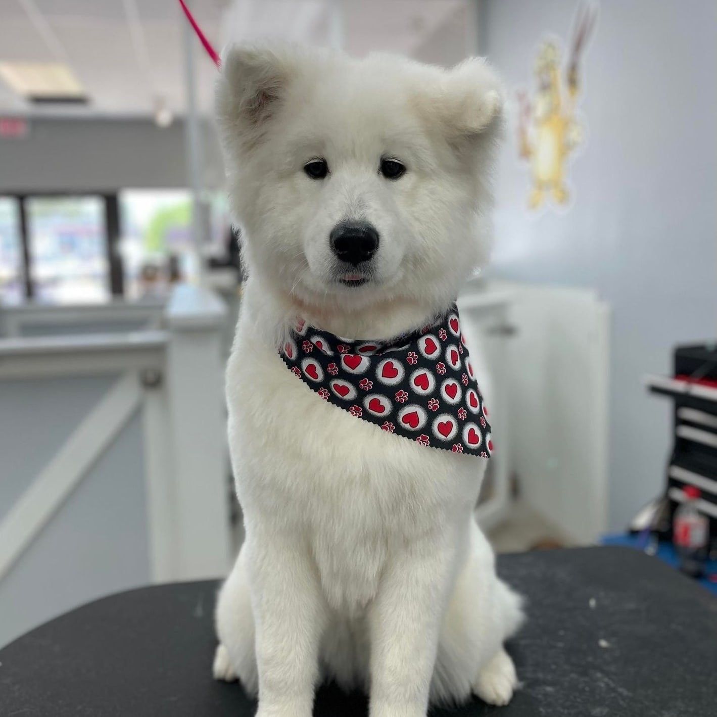 White fluffy dog with a heart-pattern bandana after grooming at Paws in the Bath pet salon (Aurora, Bradford, Keswick, King City, Newmarket, and Toronto).