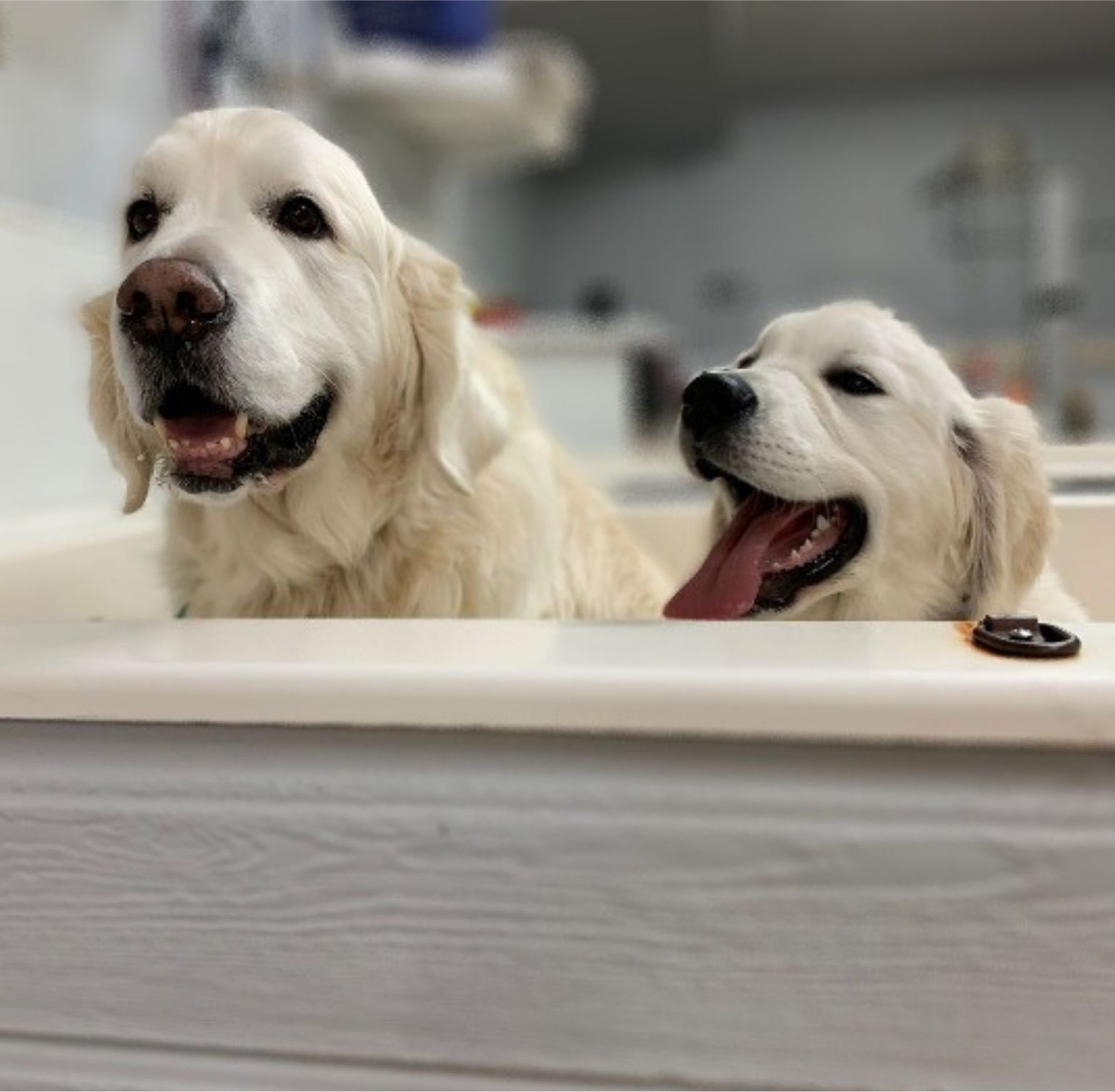 Two Golden Retrievers are smiling in a grooming tub during bath time at Paws in the Bath pet salon (Aurora, Bradford, Keswick, King City, Newmarket, Toronto).