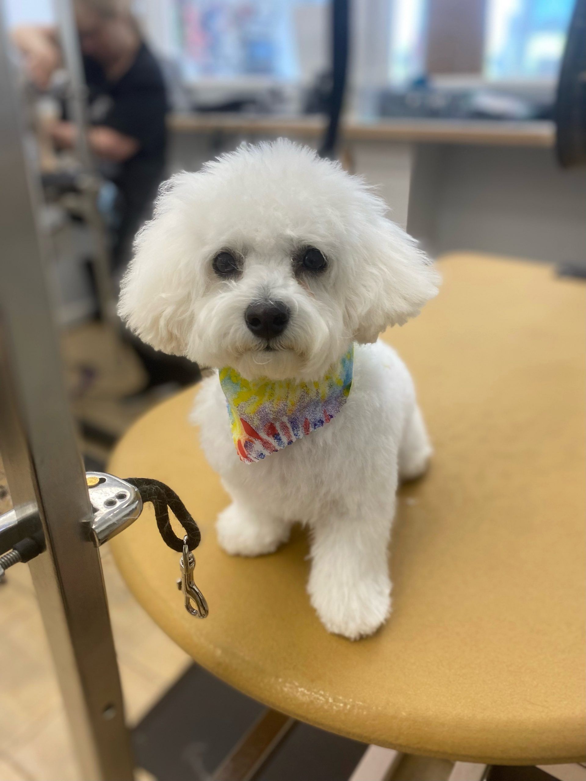 Fluffy white small dog wearing a colourful bandana after grooming at Paws in the Bath pet salon (Aurora, Bradford, Keswick, King City, Newmarket, Toronto).