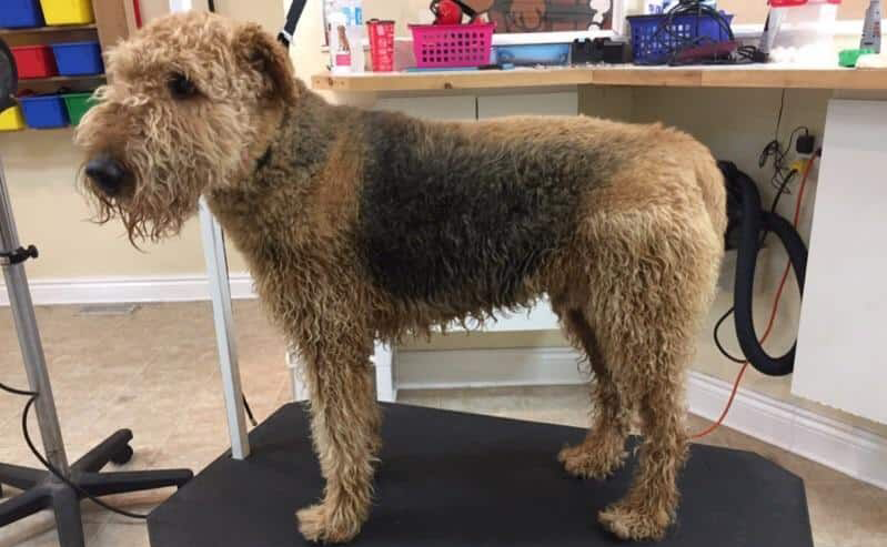 Airedale Terrier before grooming, with long curly fur, standing on a grooming table at Paws in the Bath (Aurora, Bradford, Keswick, King City, Newmarket, and Toronto).