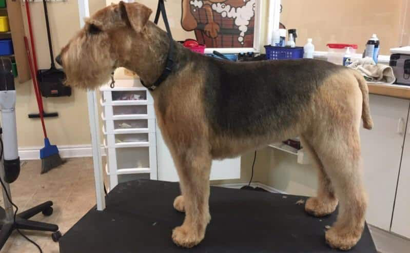 Airedale Terrier after grooming, with a trimmed and smooth coat, standing on grooming table at Paws in the Bath pet salon (Aurora, Bradford, Keswick, King City, Newmarket, and To
ronto).
