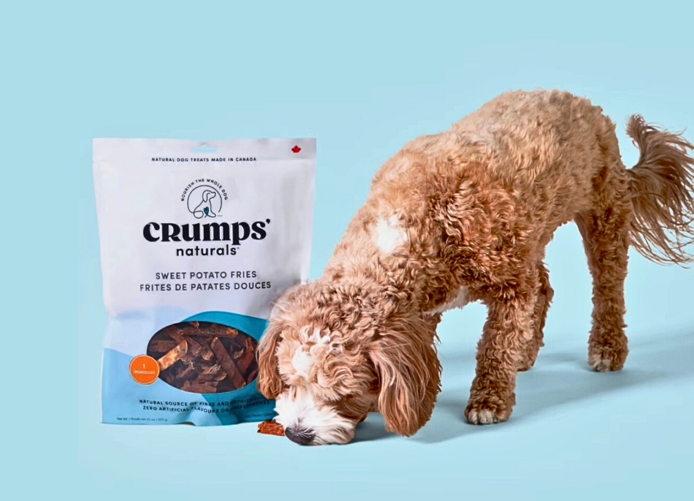 Curly-haired dog eating Crumps’ Naturals Sweet Potato Fries dog treats next to a product bag (Aurora, Bradford, Keswick, King City, Newmarket, and Toronto).