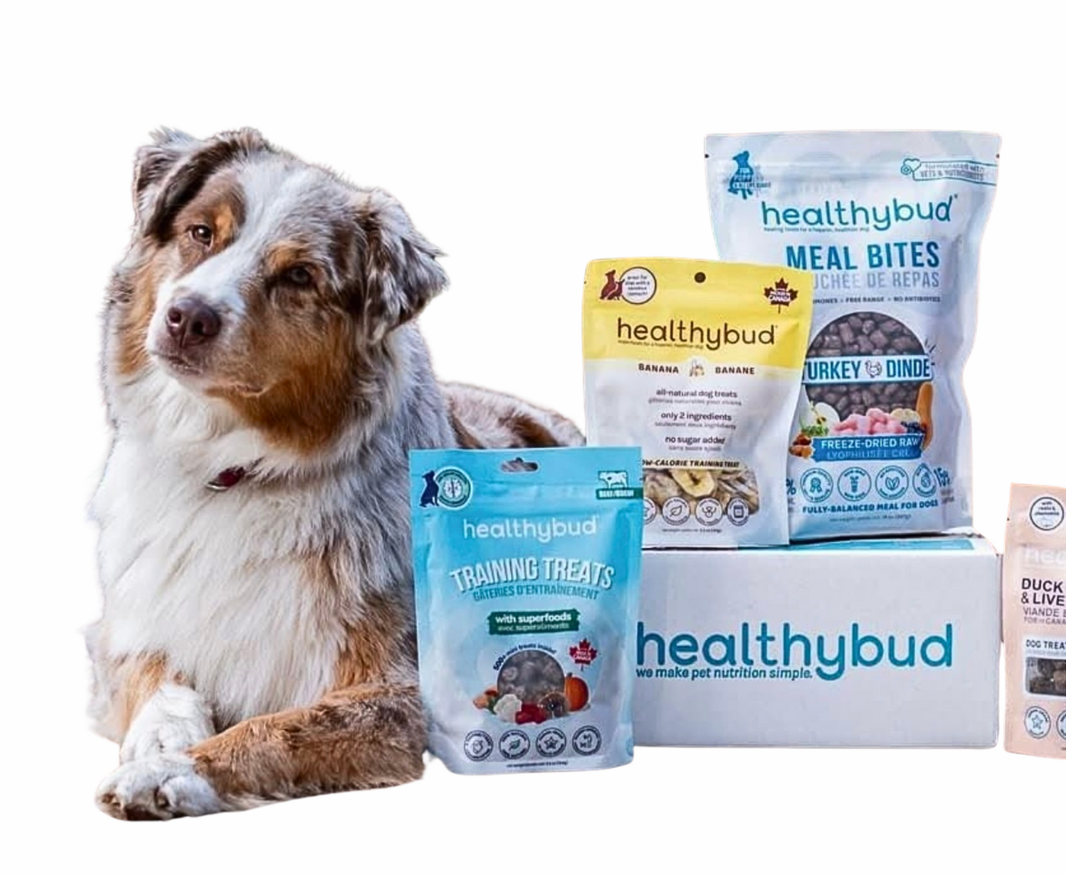 Australian Shepherd dog lying beside Healthybud dog treats and meal bites products available at Paws in the Bath pet salon (Aurora, Bradford, Keswick, King City, Newmarket, and Toronto).