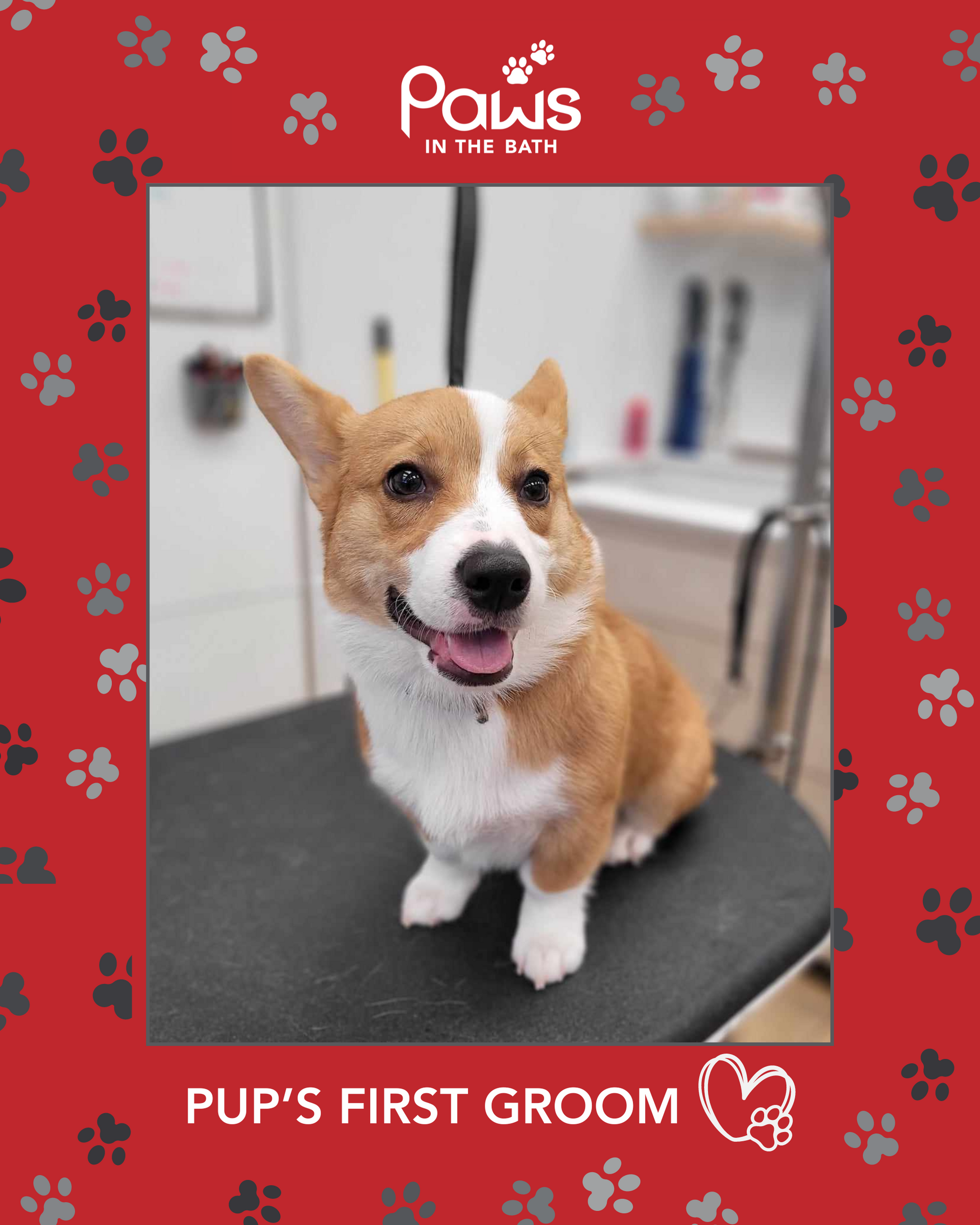 Smiling corgi puppy after the first grooming session at Paws in the Bath pet salon in Aurora, Bradford, Keswick, King City, Newmarket, or Toronto.