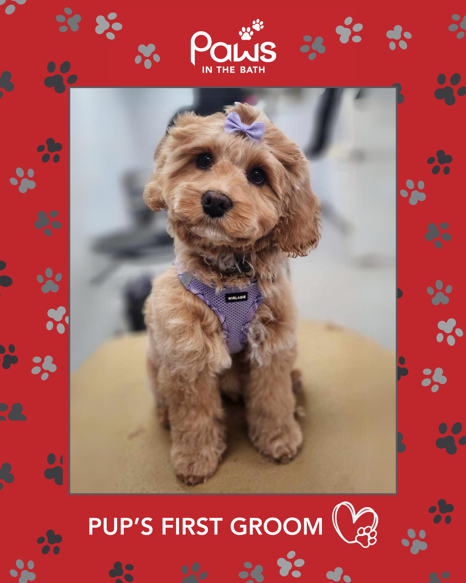 Adorable puppy with a purple bow after their first groom at Paws in the Bath pet salon in Aurora, Bradford, Keswick, King City, Newmarket, or Toronto.