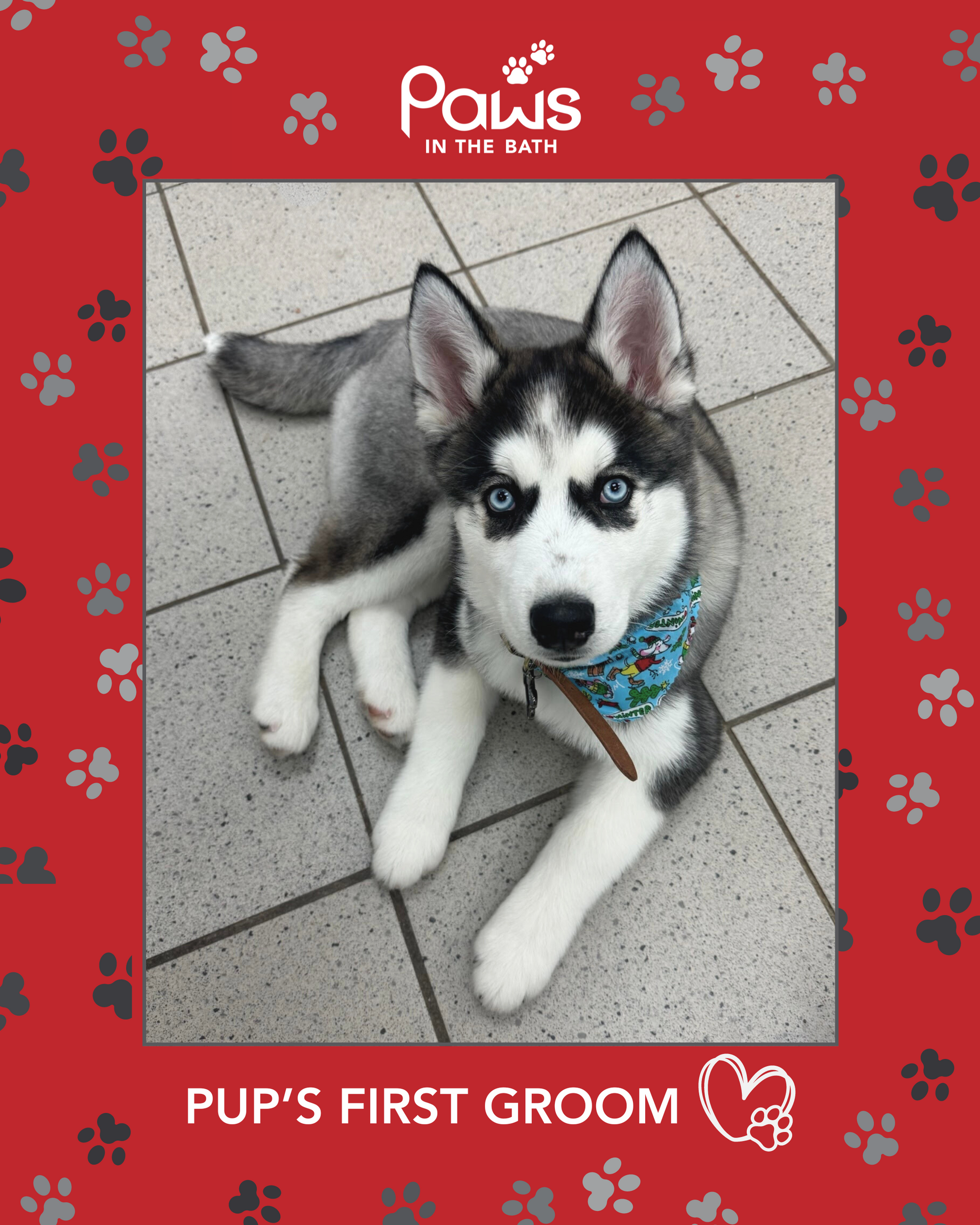 Husky puppy with blue eyes wearing a colourful bandana after their first groom at Paws in the Bath pet salon in Aurora, Bradford, Keswick, King City, Newmarket, or Toronto.