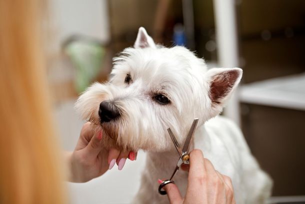 Groomer trimming a small white dog’s fur during a professional grooming session at Paws in the Bath in Aurora, Bradford, Keswick, King City, Newmarket, or Toronto.