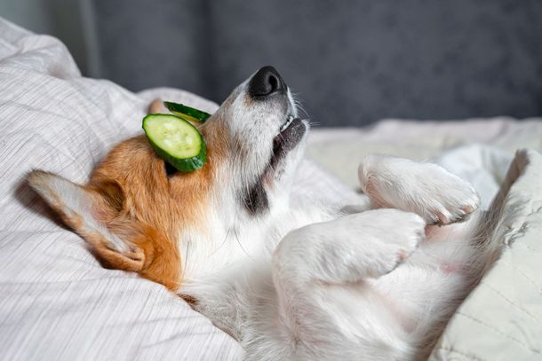 Corgi relaxing with cucumber slices on eyes during a fun dog spa treatment at Paws in the Bath in Aurora, Bradford, Keswick, King City, Newmarket, and Toronto.