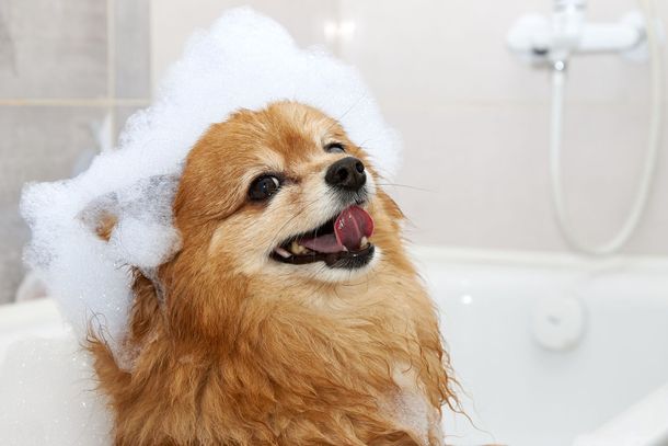 Small brown dog covered in soap bubbles during a fun bath at Paws in the Bath grooming salon in Aurora, Bradford, Keswick, King City, Newmarket, and Toronto