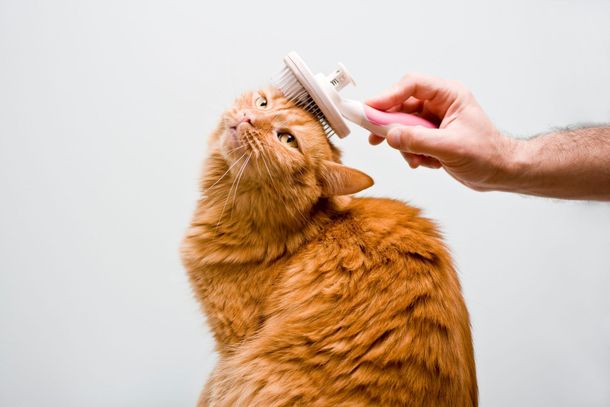 Orange cat enjoying a gentle brushing session at Paws in the Bath. Expert cat grooming and deshedding care in Aurora, Bradford, Keswick, King City, Newmarket, or Toronto.