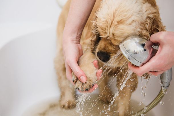 Close-up of a groomer gently washing a dog’s paw at Paws in the Bath. Gentle paw cleaning and spa treatments for dogs in Aurora, Bradford, Keswick, King City, Newmarket, and Toronto.