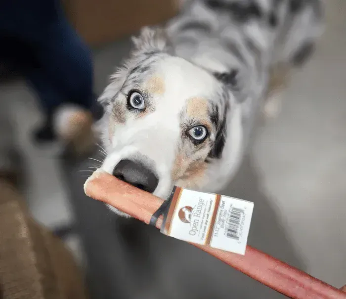 Blue-eyed dog holding an Open Range natural dog chew treat in its mouth, available at Paws in the Bath pet grooming store (Aurora, Bradford, Keswick, King City, Newmarket, and Toronto).