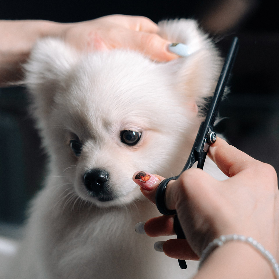 Fluffy white puppy getting a gentle haircut during grooming at Paws in the Bath pet salon in Ontario (Aurora, Bradford, Keswick, King City, Newmarket, and To
ronto).
