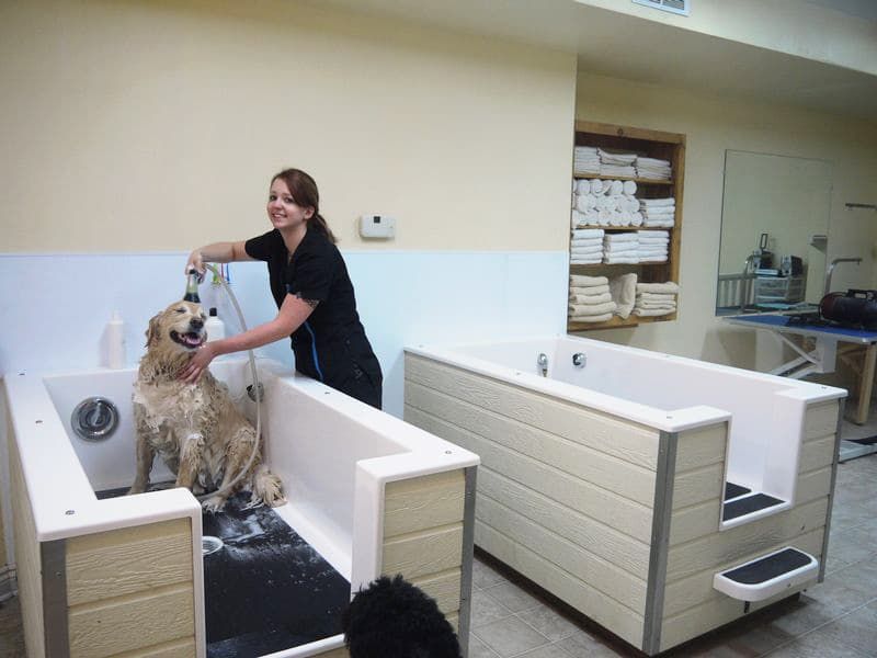 Smiling groomer bathing a happy golden retriever in a modern dog grooming tub at Paws in the Bath pet salon in Aurora, Bradford, Keswick, King City, Newmarket, or Toronto.