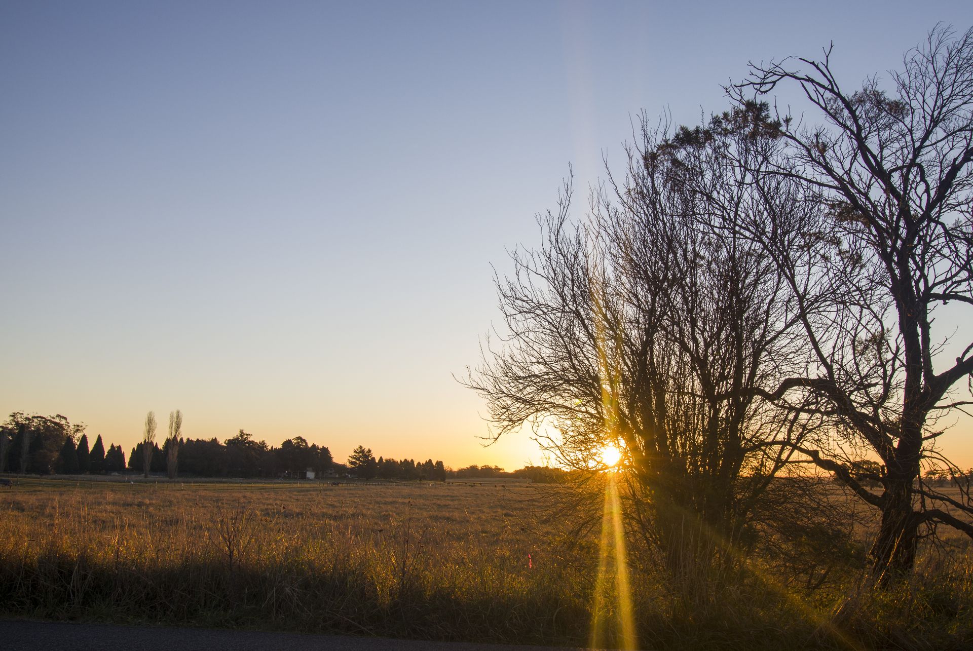 The sun is setting behind a tree in a field  — Nudges Plumbing In Wellington, NSW