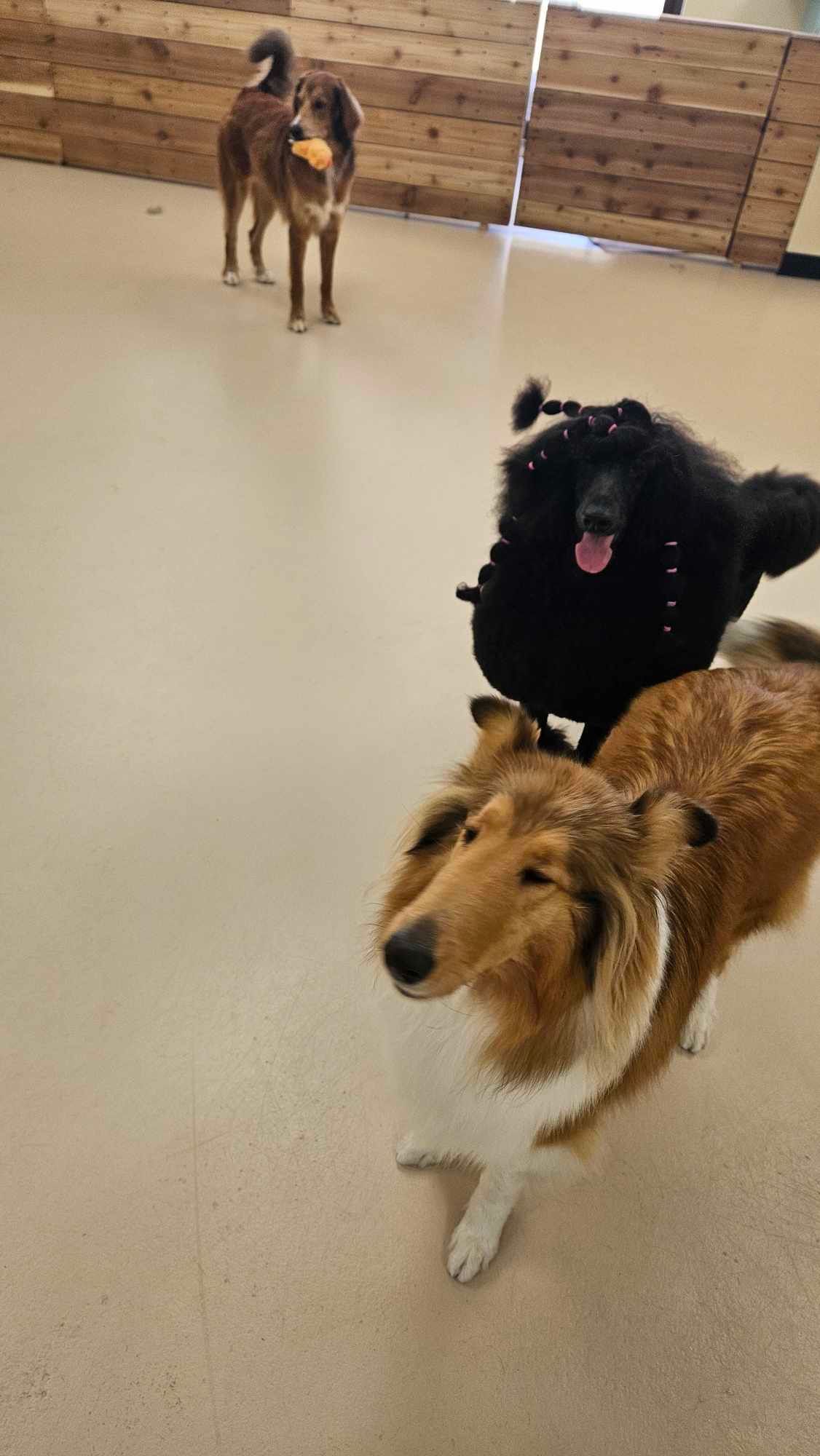 Three dogs are standing next to each other in a room.