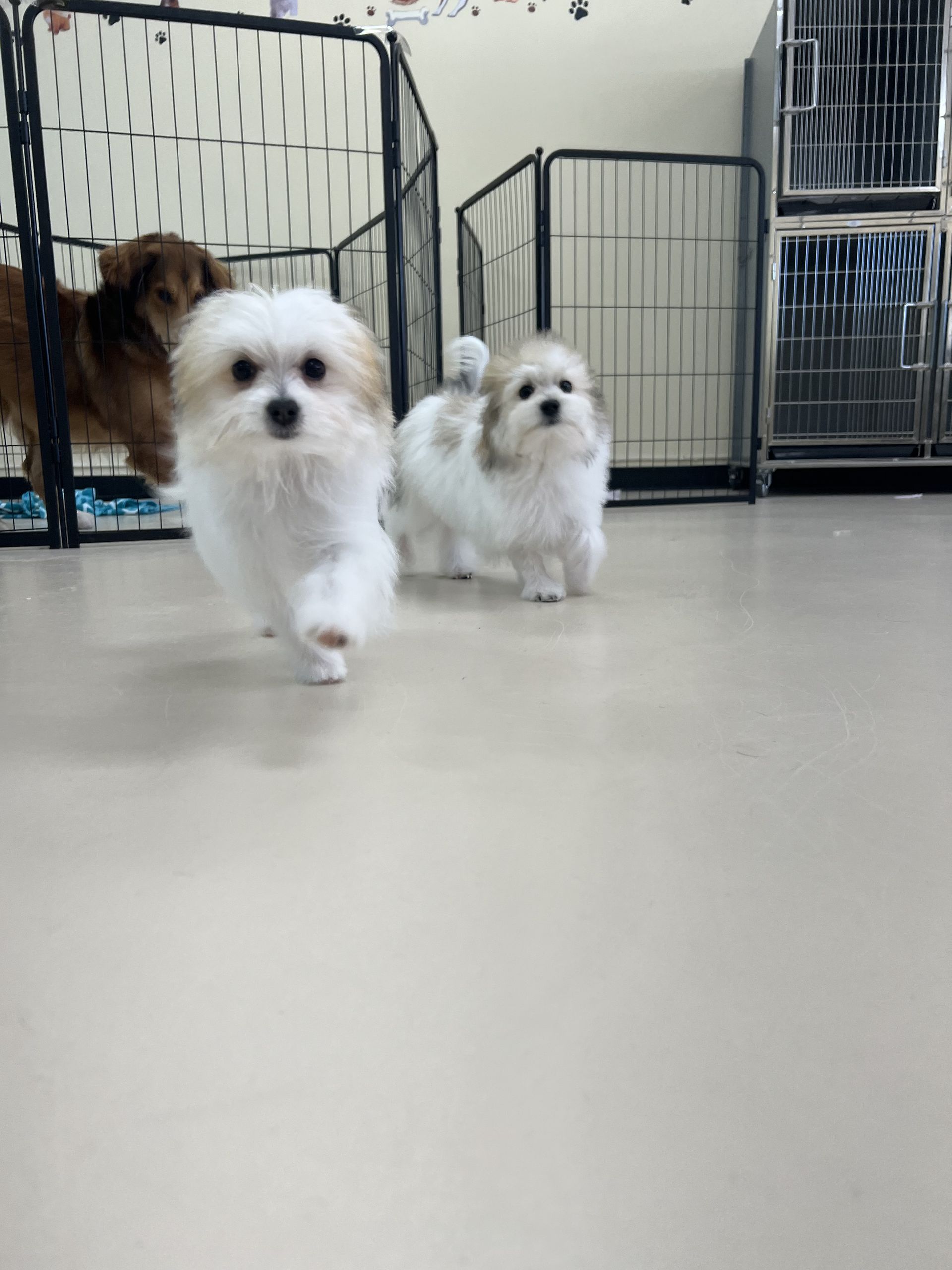 Three small white dogs are running in a room