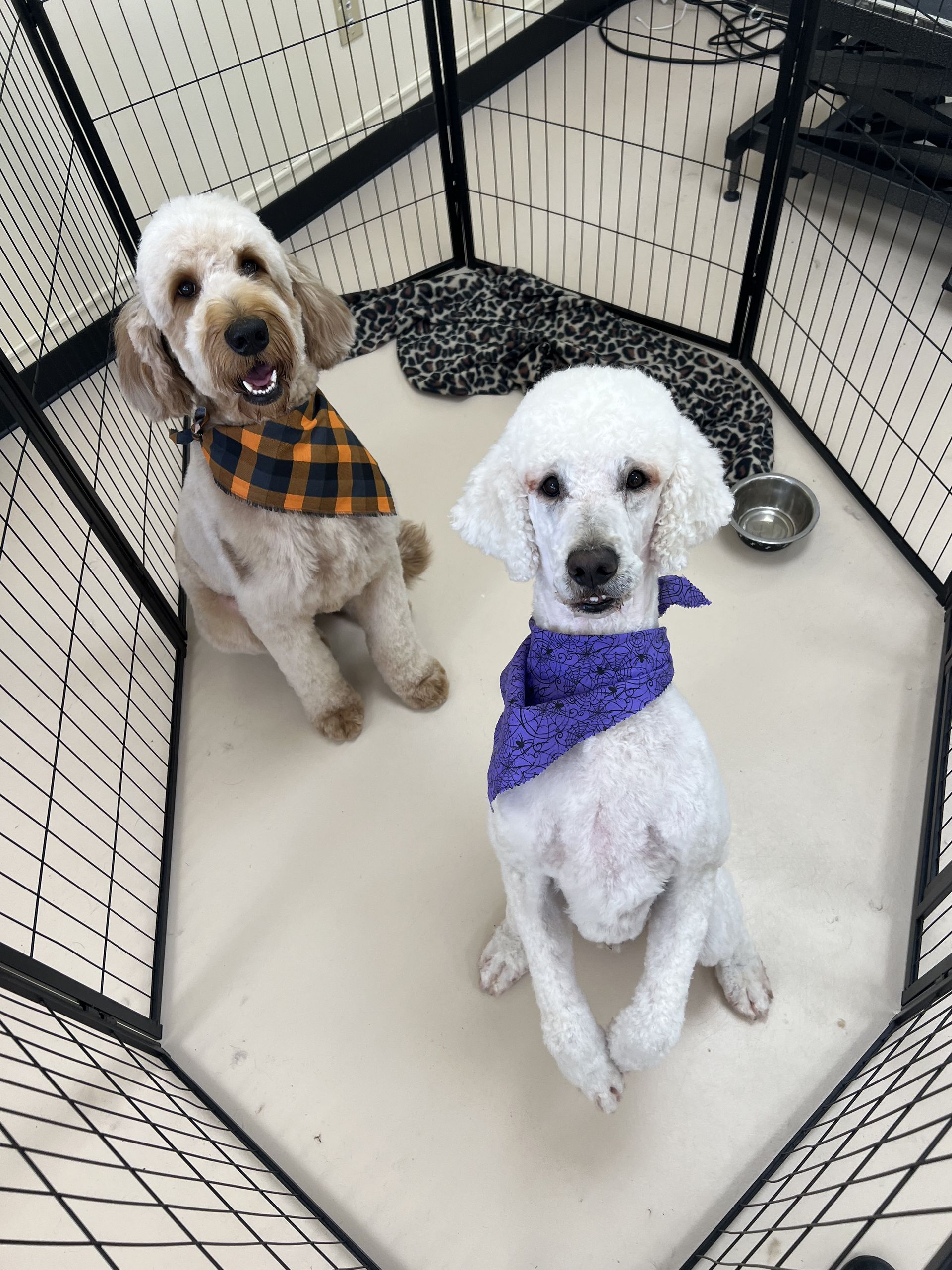 Two white dogs are sitting in a cage with one wearing a purple bandana.