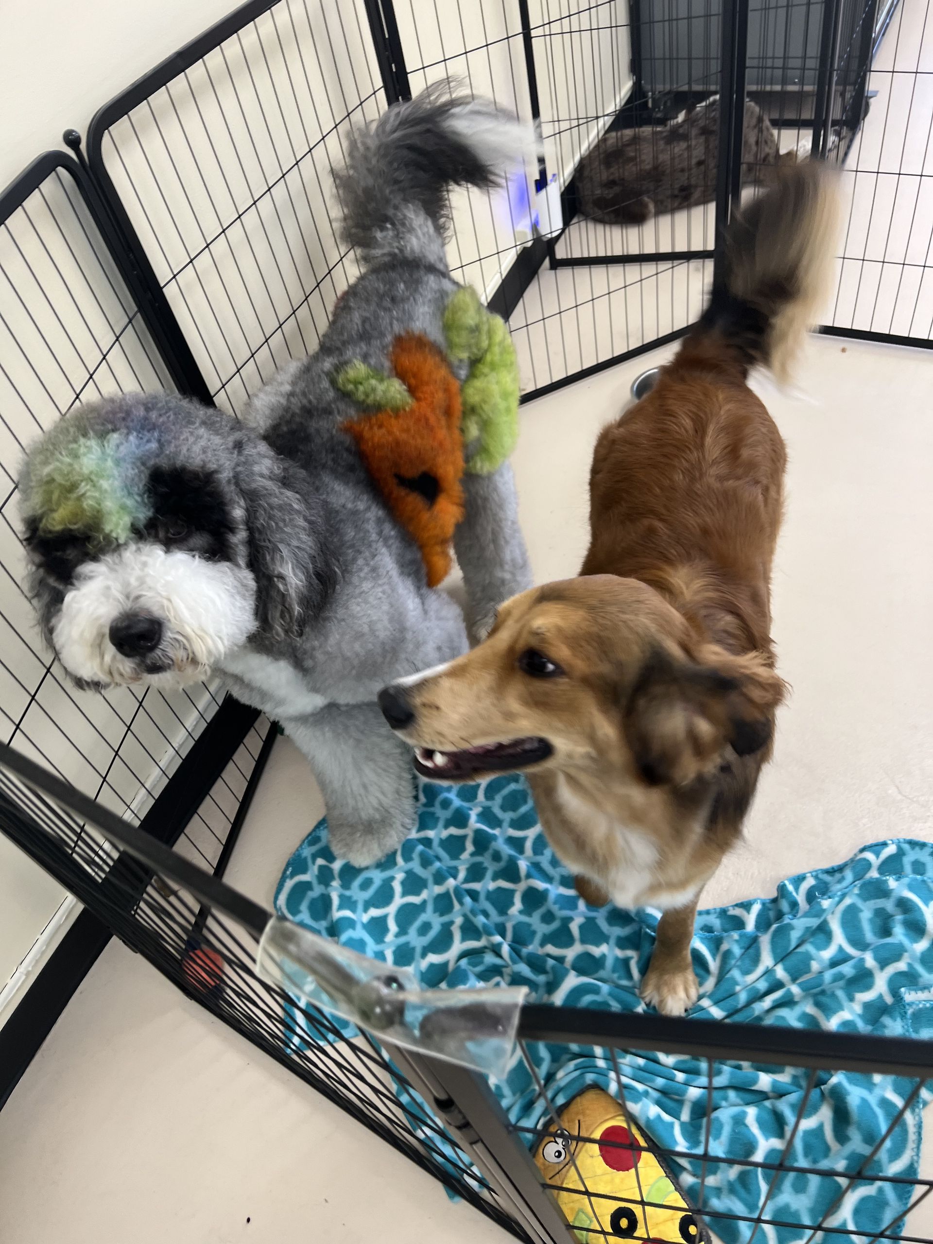 Two dogs are standing next to each other in a cage