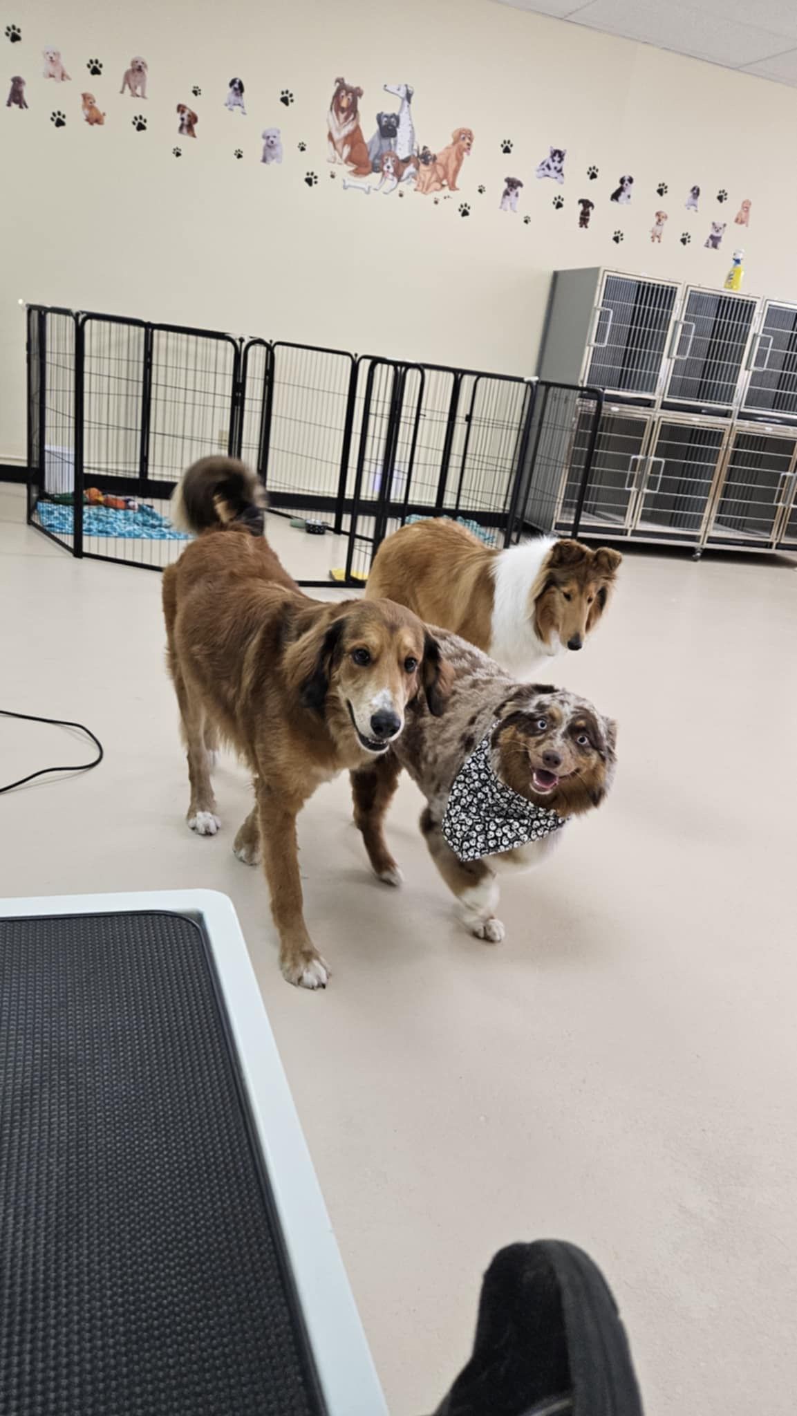 Three dogs are standing next to each other in a room.