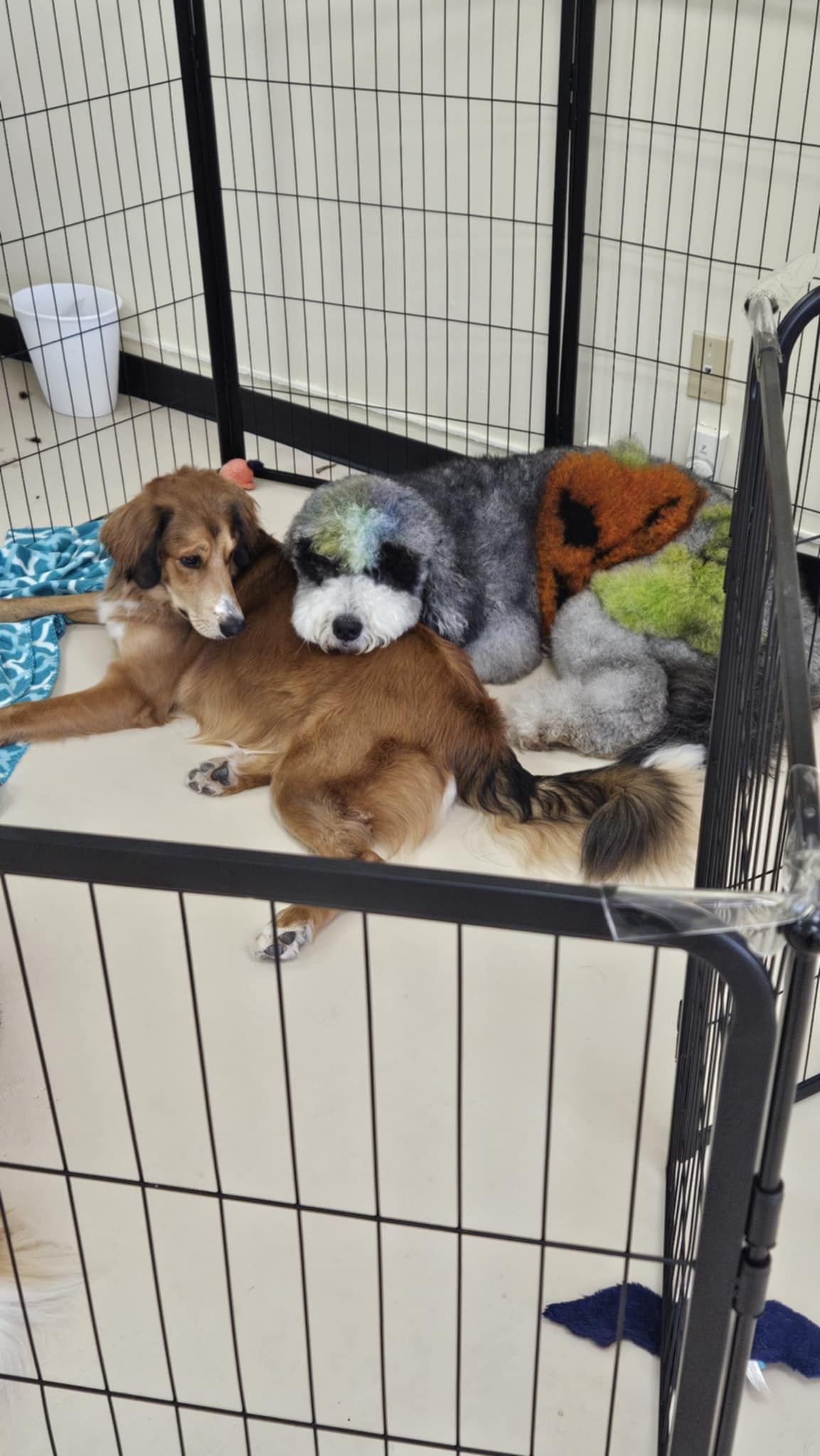Three dogs are laying on top of each other in a cage.
