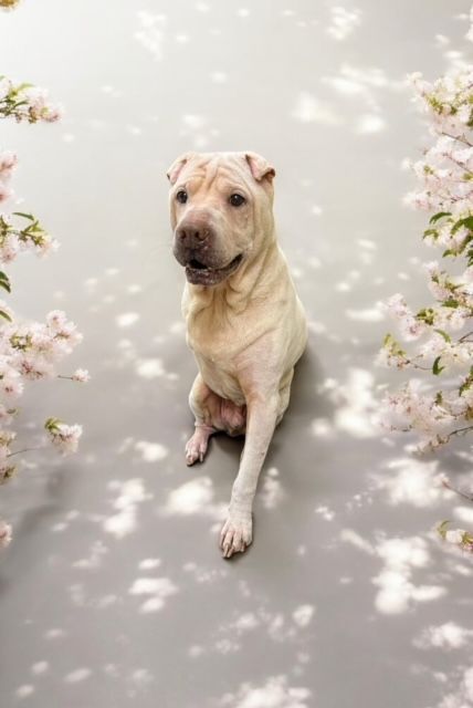 A shar pei dog is sitting on the floor next to cherry blossoms.