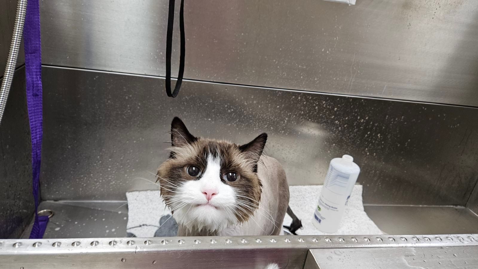 A cat is taking a bath in a stainless steel bathtub