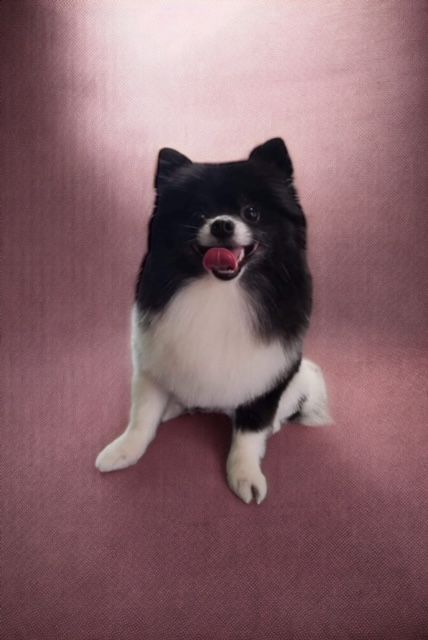 A black and white pomeranian dog is sitting on a pink carpet.