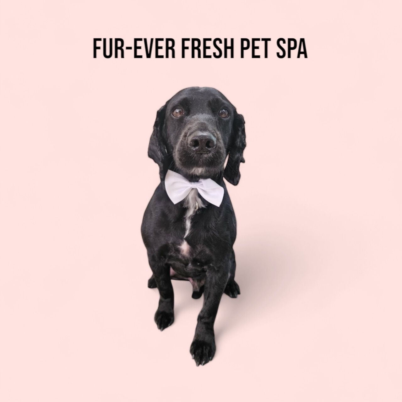 A black dog wearing a bow tie with the words fur-ever fresh pet spa below it