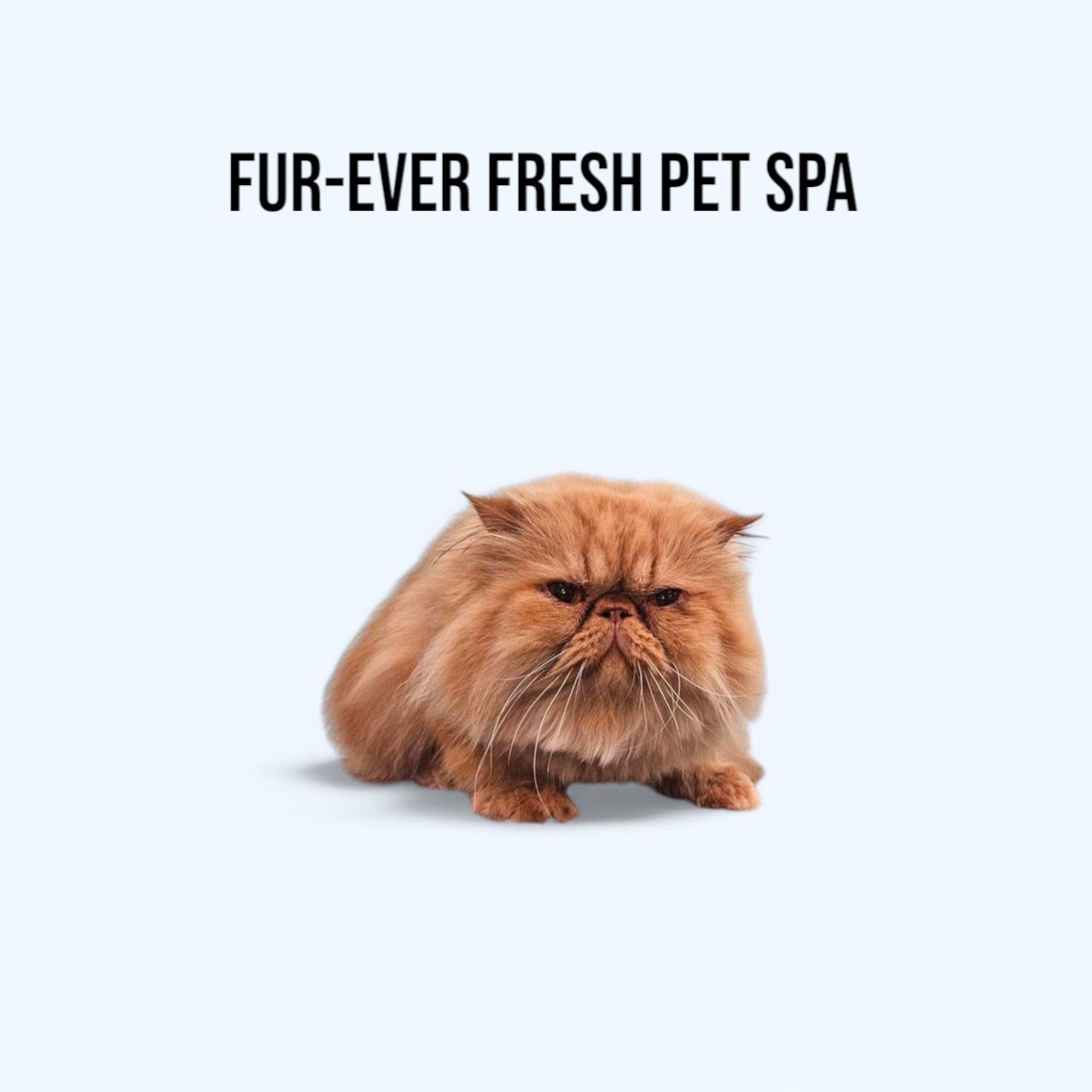 A cat is sitting in front of a sign that says fur-ever fresh pet spa