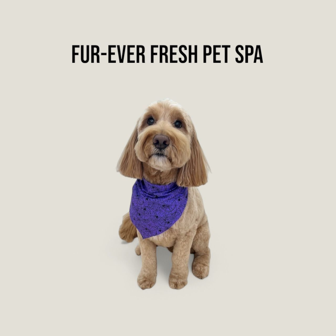 A dog wearing a purple bandana is sitting in front of a sign that says fur-ever fresh pet spa