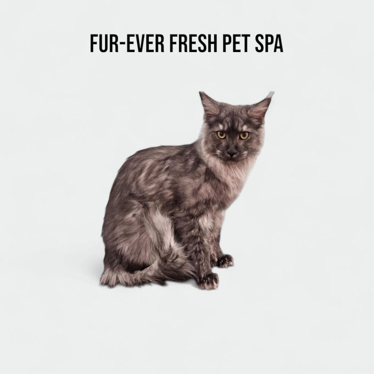 A cat is sitting on a white surface with the words fur-ever fresh pet spa above it
