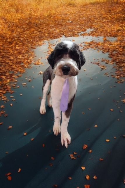 A black and white dog wearing a tie is standing in a puddle of water.