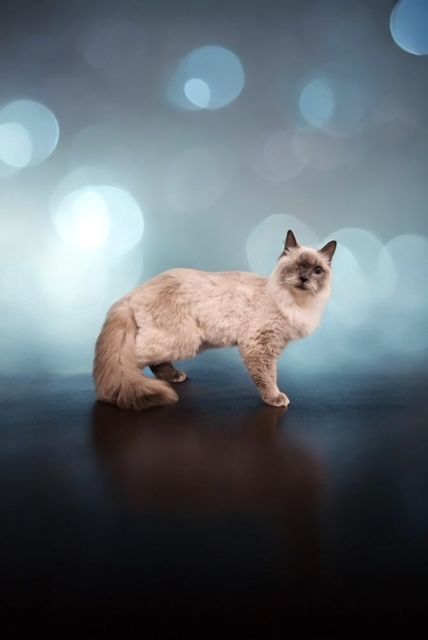 A cat is standing on a dark floor in front of a blurry background.