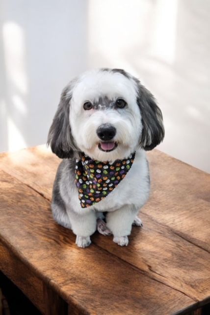 A small dog wearing a bandana is sitting on a wooden table.