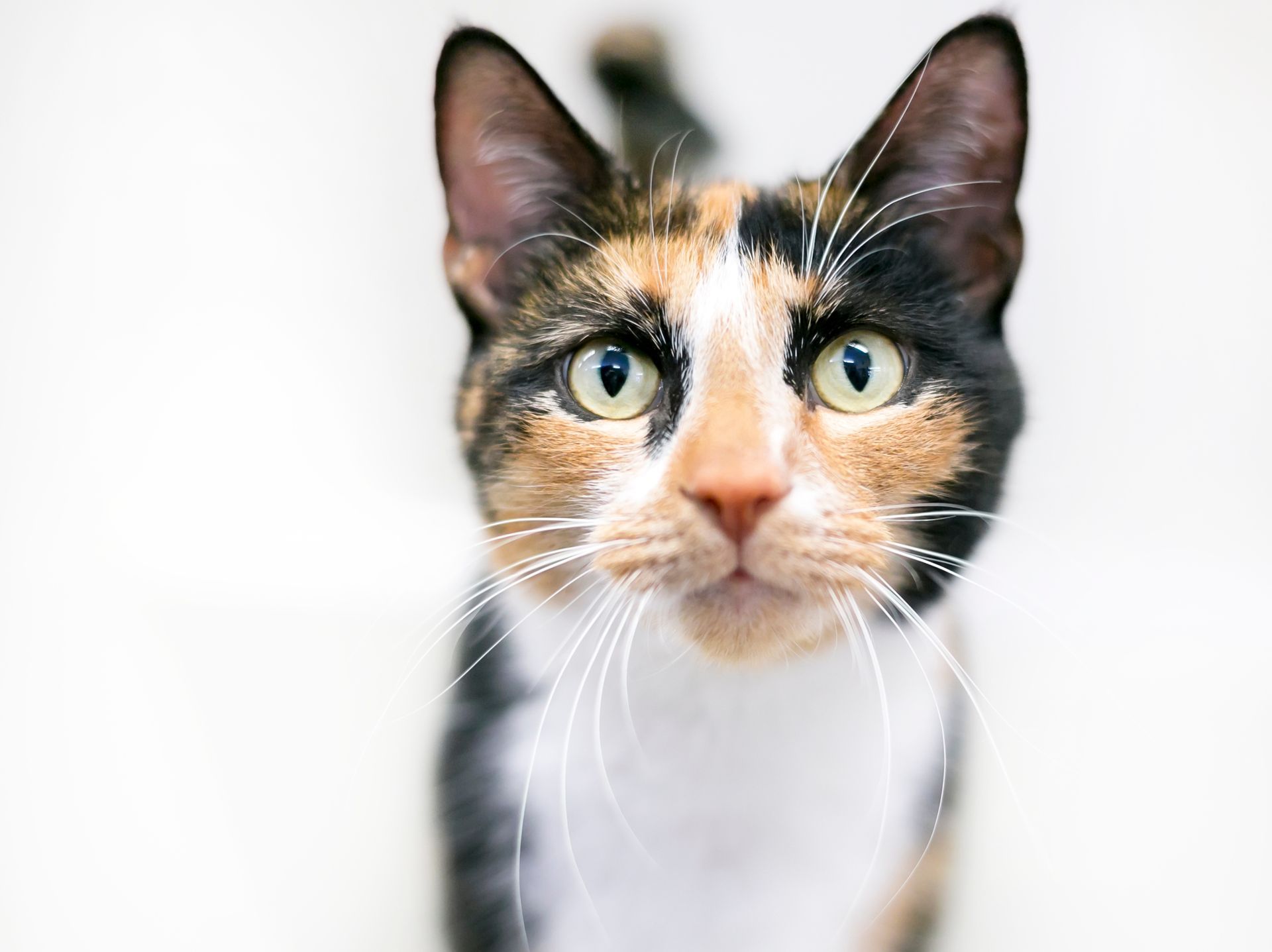 Calico cat with green eyes facing forward against a white background