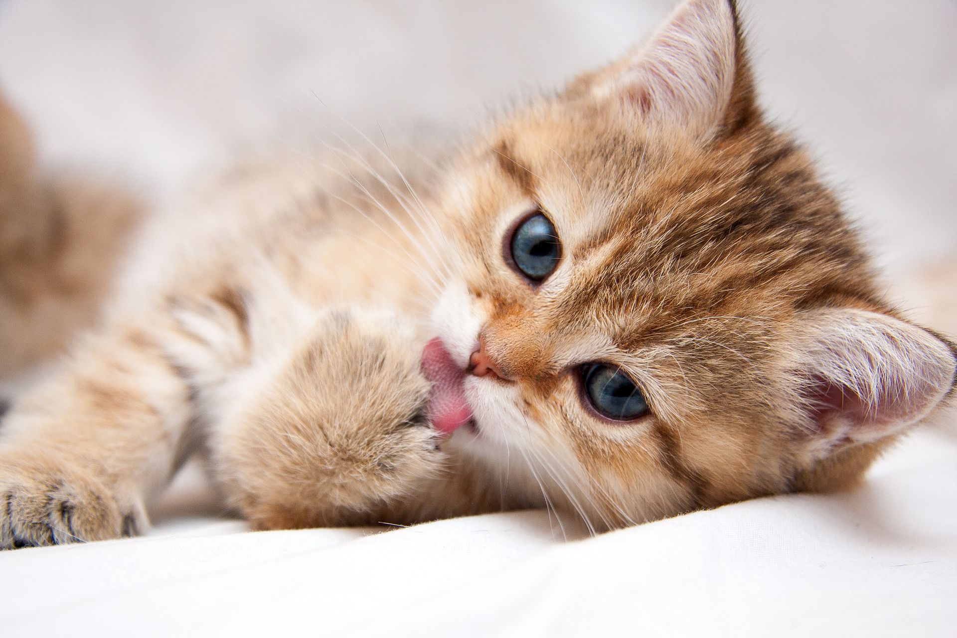 Golden tabby kitten lying on a white bed, with tongue out and blue eyes looking at the camera
