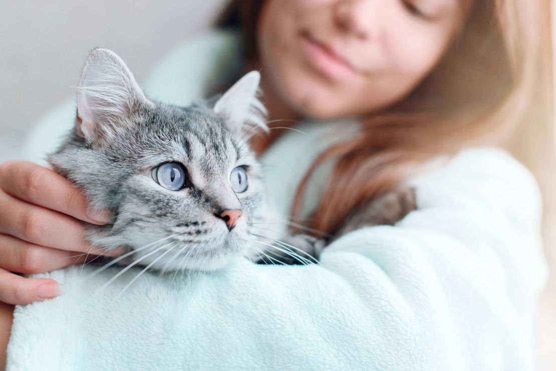 Gray tabby cat being gently held by a person in a soft white sweater