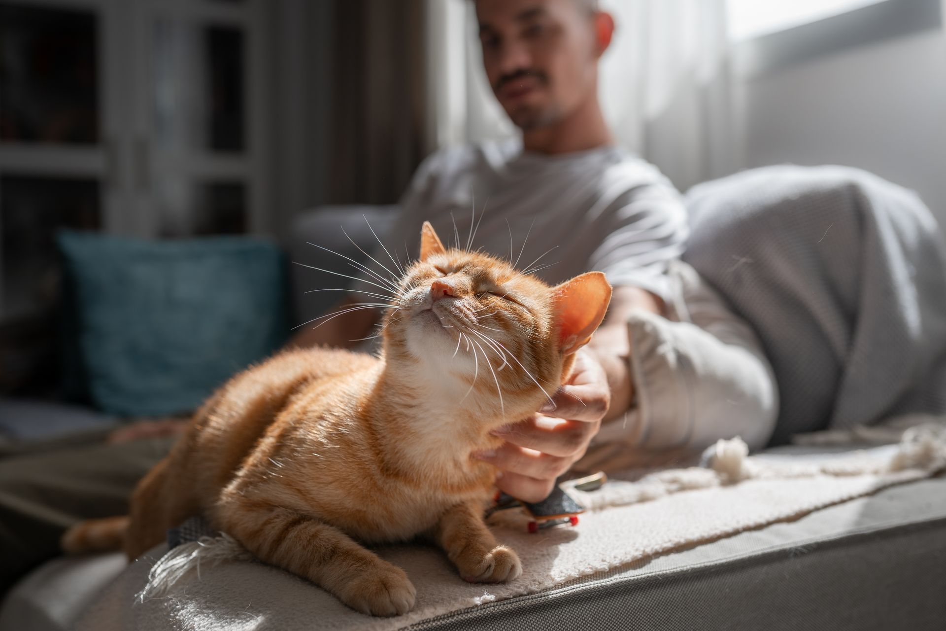 Orange cat being petted on a couch while a person sits blurred in the background