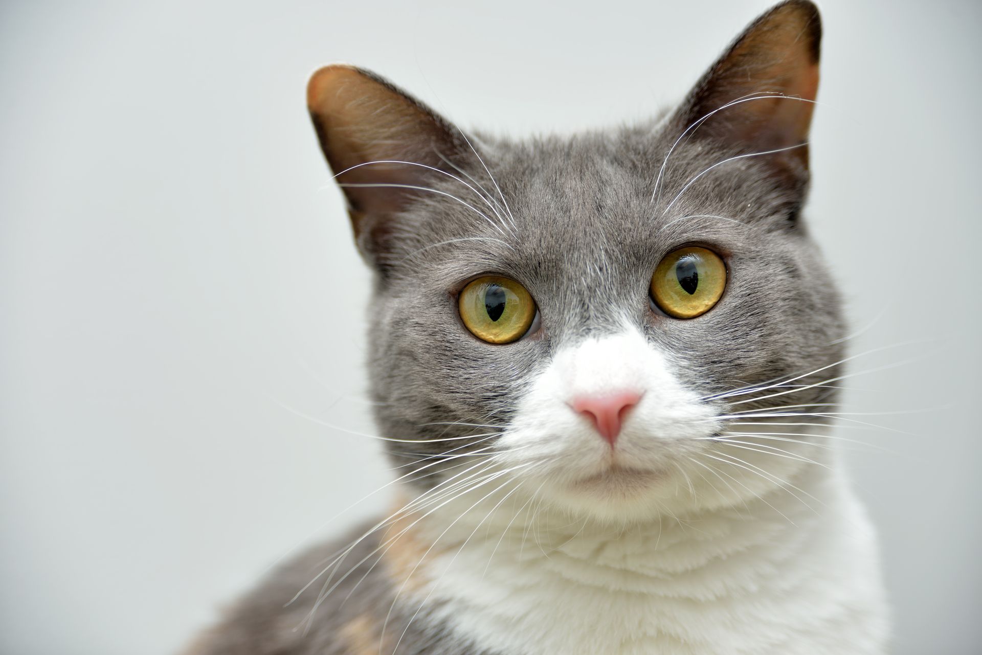 Gray-and-white cat with yellow eyes and pink nose against a plain light background