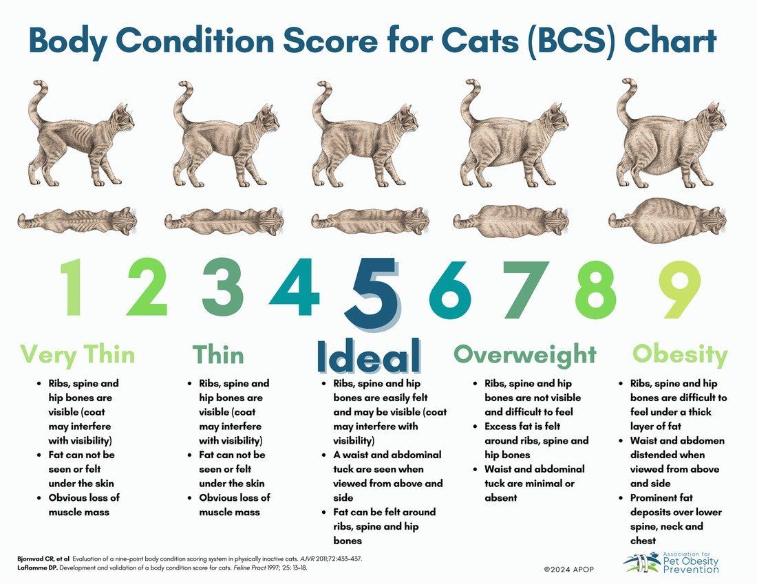 Cat body condition score chart from 1 to 9, showing thin, ideal, overweight, and obese body shapes.