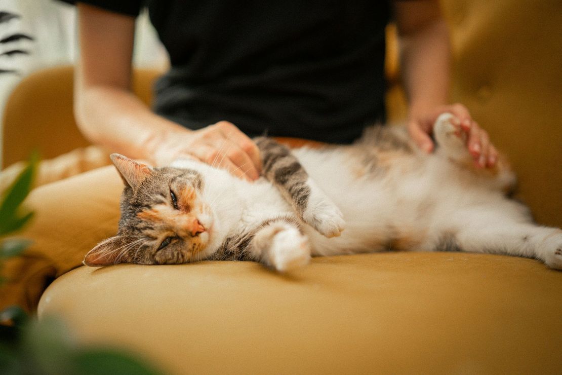 Cat lounging on a tan couch, stretched out on its back while a person gently pets its head and belly.