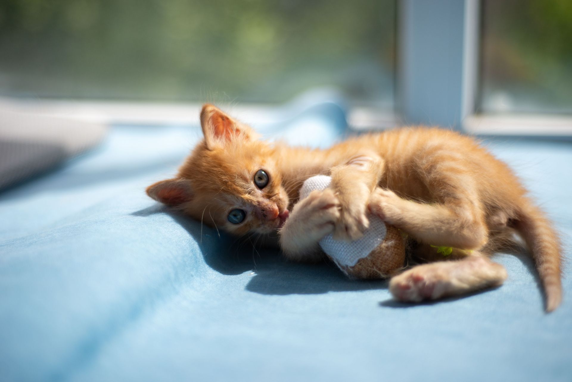 Orange kitten lying on a blue blanket, playfully holding a white toy and looking at the camera