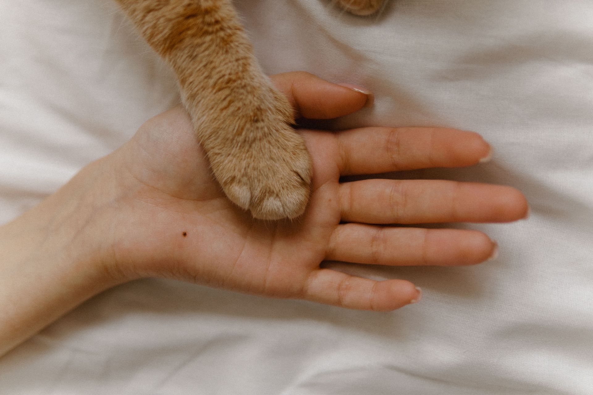 A cat’s paw resting on an open human hand on a white blanket.