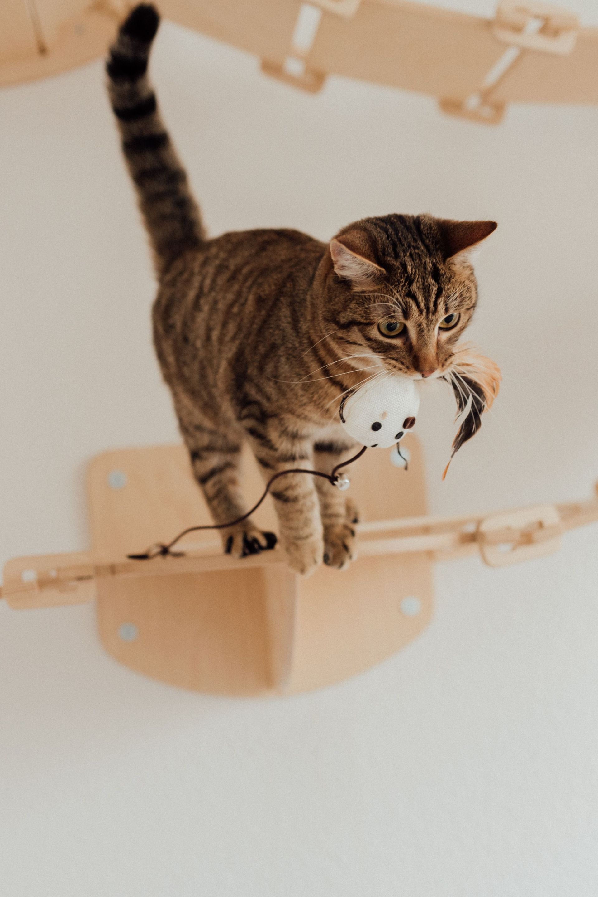 Tabby cat balancing on a wooden wall perch, holding a white plush toy in its mouth