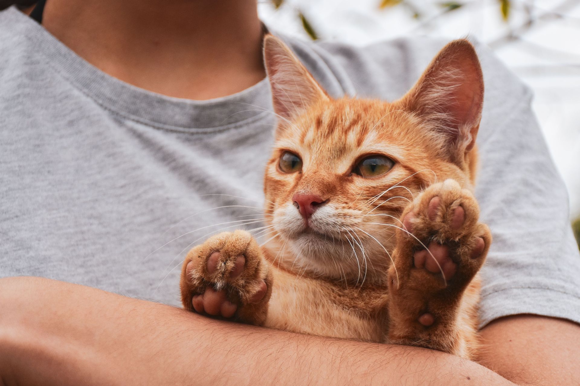 Orange tabby kitten held against a gray shirt, with paws raised and alert eyes