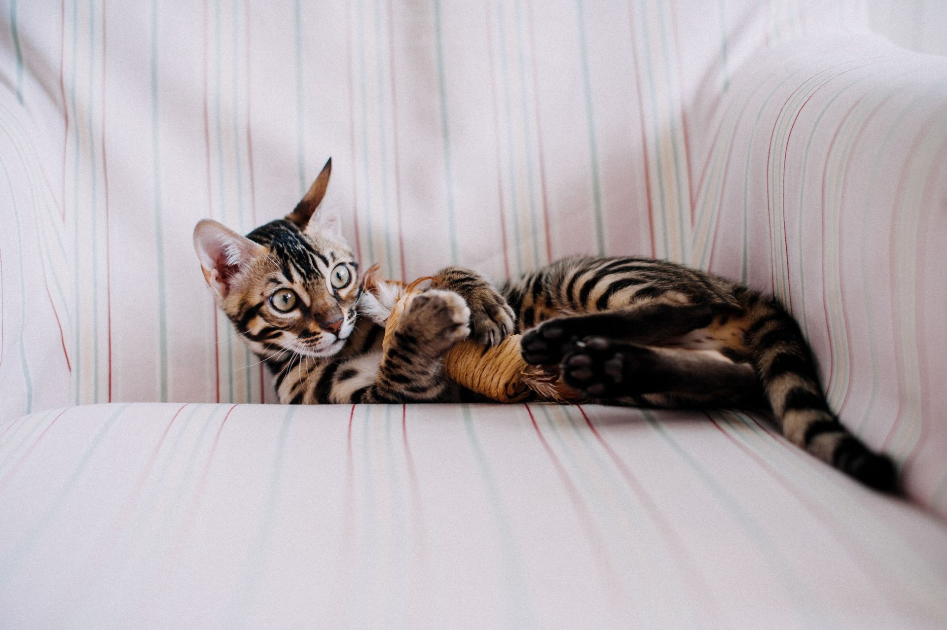 Striped cat lounging on a white couch, looking at the camera.