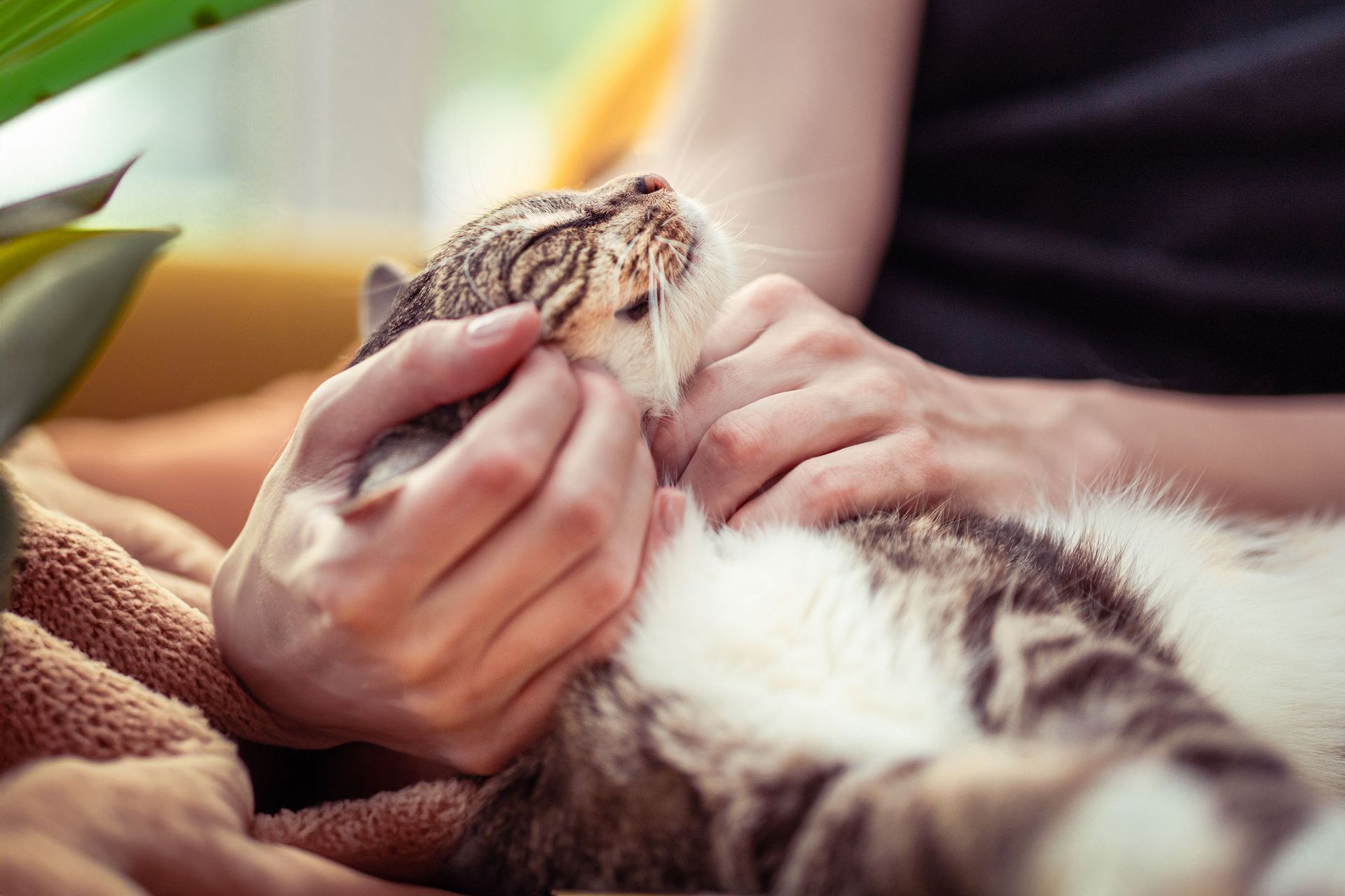 Person gently petting a relaxed tabby cat on a soft blanket