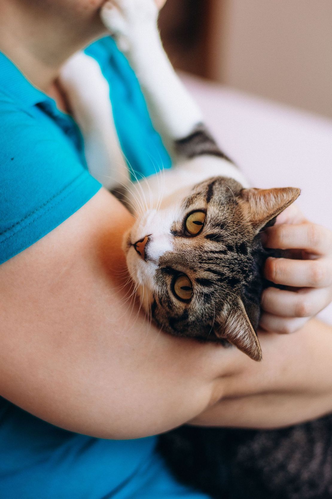 Tabby cat cuddled in someone’s arms, facing the camera with bright eyes